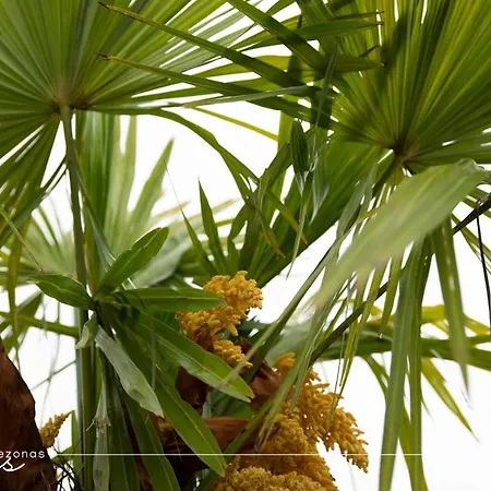 Апартаменти Palmes Pirmas Sezonas