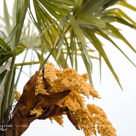 Apartment Palmes Pirmas Sezonas *