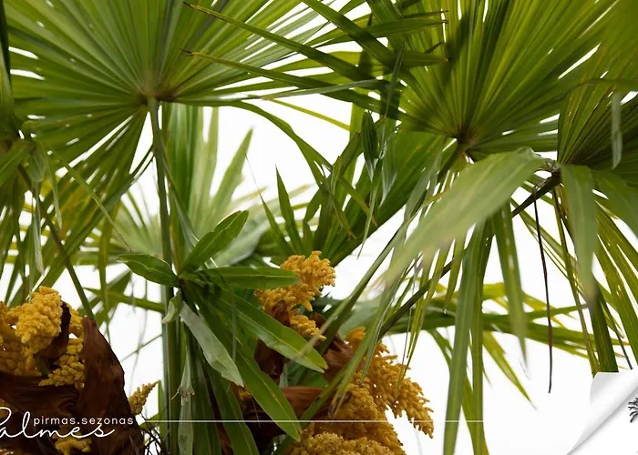 公寓 Palmes Pirmas Sezonas