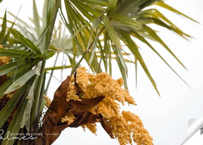 Апартаменти Palmes Pirmas Sezonas *